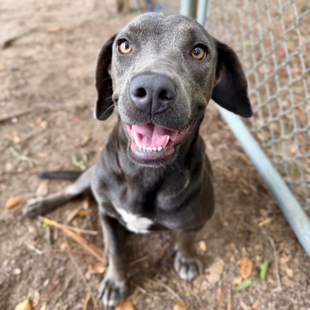 Photo of Juliet, adoptable Mixed Breed (Large) in Milton, Florida