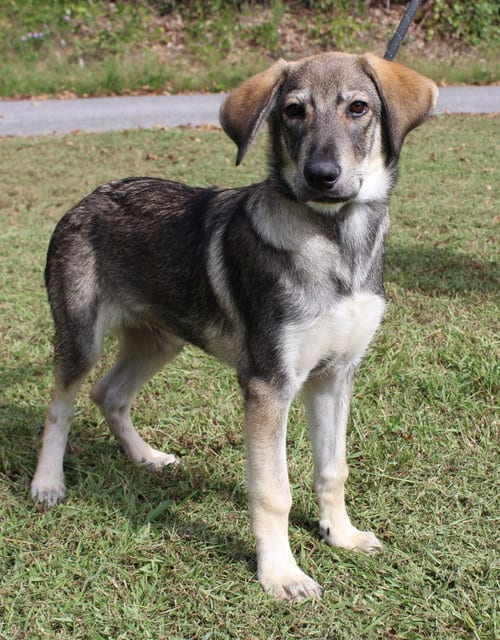 Photo of Jaxon 44399, adoptable Shepherd in Prattville, Alabama