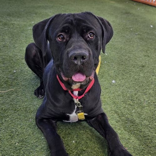 Photo of Jim Stone, adoptable Cane Corso Mastiff in Las Vegas, Nevada