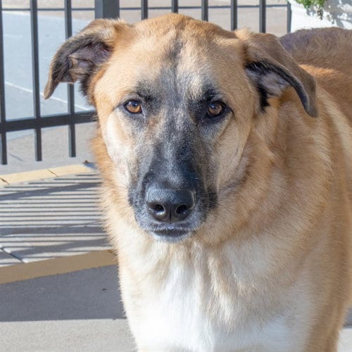 Photo of Tank, adoptable Anatolian Shepherd in St Louis, Missouri