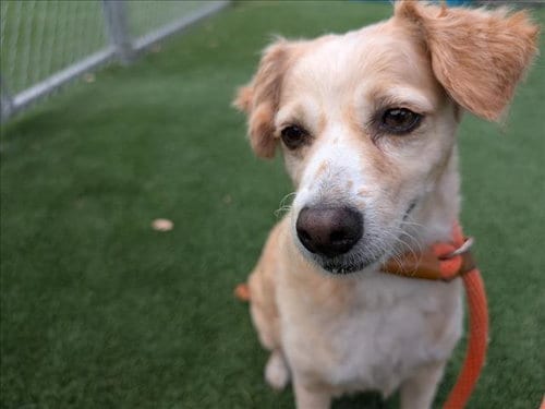 Photo of Caju, adoptable Papillon in Los Angeles, California
