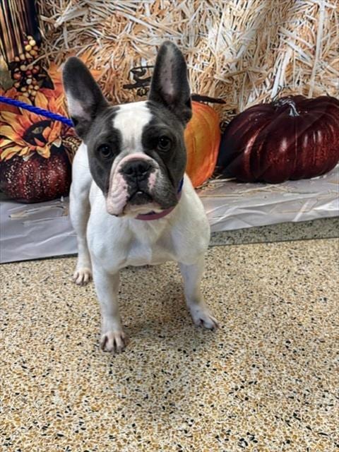Photo of Leela, adoptable French Bulldog in Miami, Florida