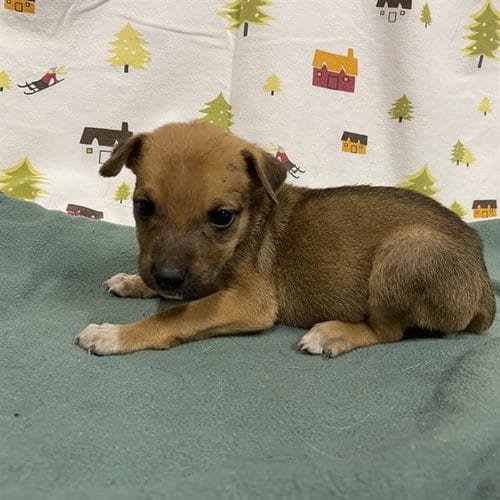 Photo of A614394, adoptable German Shepherd Dog in Modesto, California