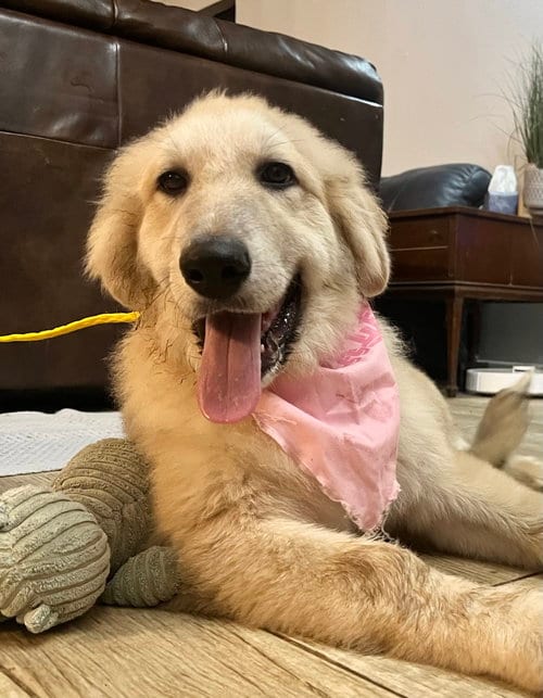 Photo of Twix, adoptable Great Pyrenees in Spring, Texas