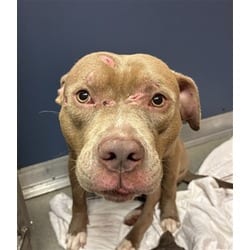 Photo of Bruno, adoptable American Bulldog in Doral, Florida