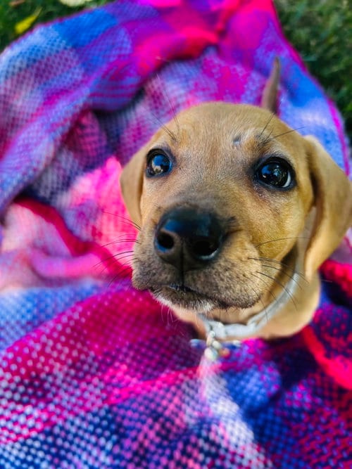 Photo of Hazelnut, adoptable Boxer in St. Louis, Missouri