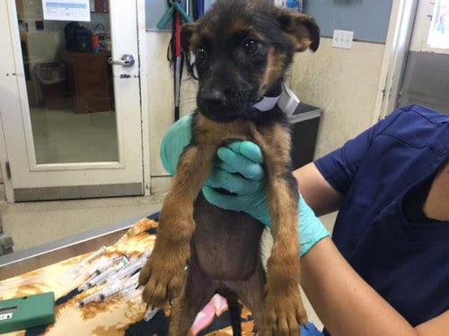 Photo of Atlantic, adoptable German Shepherd Dog in Riverside, California