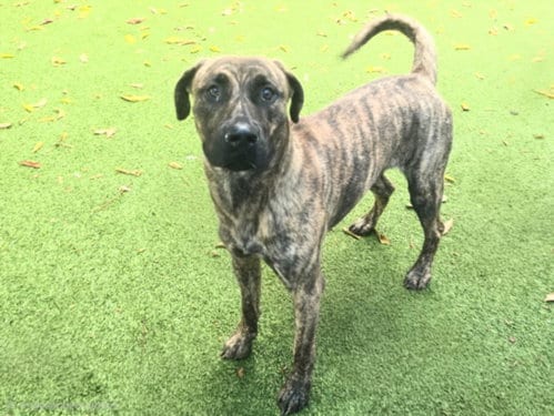 Photo of Princess, adoptable American Staffordshire Terrier in Van Nuys, California
