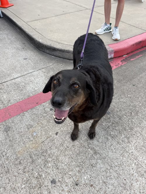 Photo of Priscilla, adoptable Labrador Retriever in The Woodlands, Texas