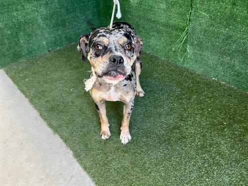 Photo of Daquri, adoptable Pit Bull Terrier in Lancaster, California