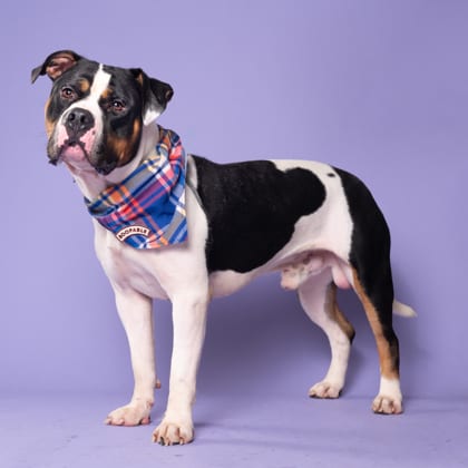 Photo of Rozko, adoptable dog in Atlanta, Georgia