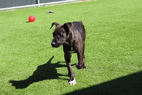 Photo of Luna, adoptable American Staffordshire Terrier in Grand Prairie, Texas