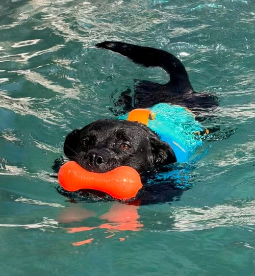 Photo of Ralphie, adoptable Labrador Retriever in Lake Elsinore, California