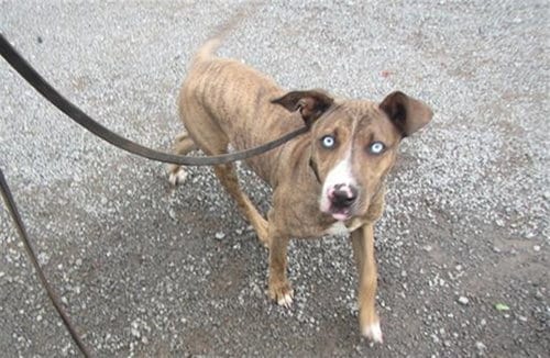 Photo of Colt, adoptable Pit Bull Terrier in Santa Rosa, California