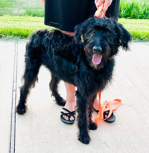 Photo of Baby Girl, adoptable Poodle (Standard) in League City, Texas
