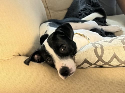Photo of Norman, adoptable Hound in Chapel Hill, North Carolina
