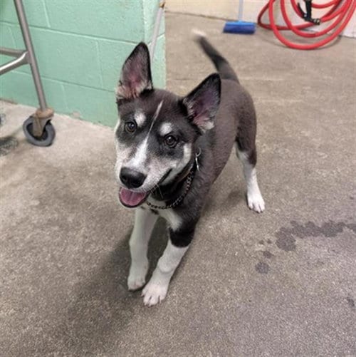 Photo of Yeti, adoptable Siberian Husky in Sacramento, California