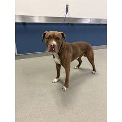 Photo of Max, adoptable Terrier (Unknown Type, Medium) in Doral, Florida