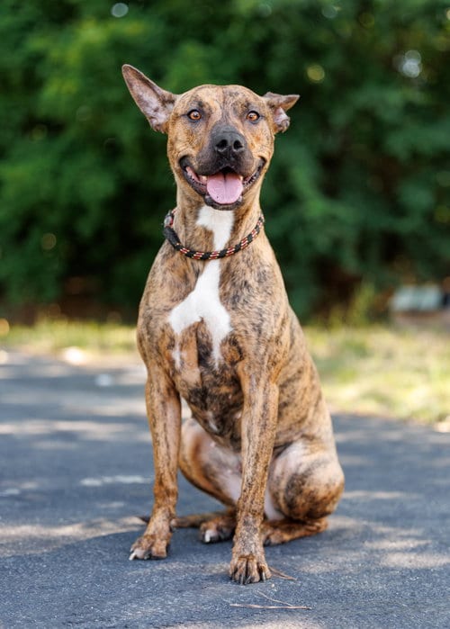 Photo of Gold Rush, adoptable Unknown breed in Durham, North Carolina