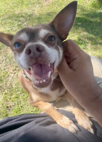 Photo of Beto, adoptable Chihuahua in Bakersfield, California