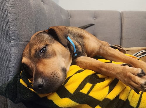 Photo of Roxy, adoptable Hound in Osteen, Florida