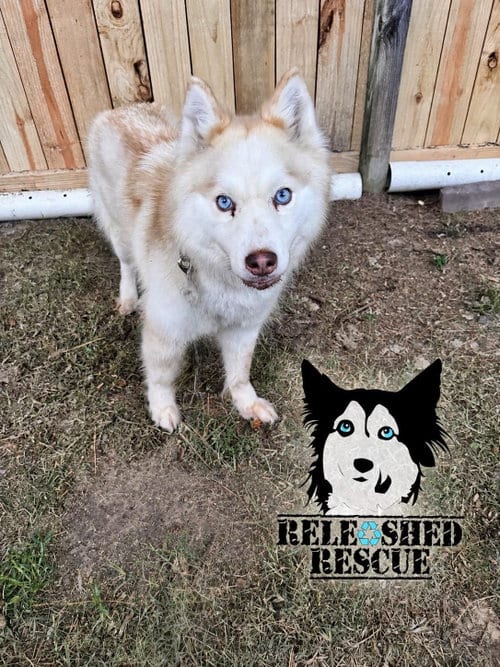 Photo of Chloe, adoptable Unknown breed (medium coat) in Roswell, Georgia