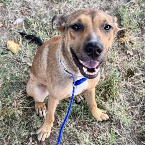 Photo of Mona, adoptable Staffordshire Bull Terrier in Houston, Texas
