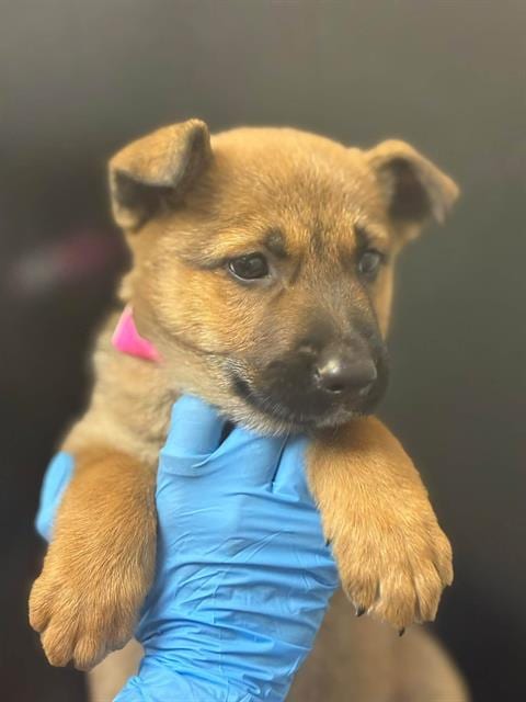 Photo of Honey Bunches, adoptable German Shepherd Dog in Visalia, California