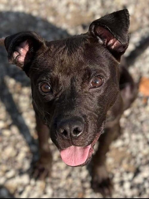 Photo of Nacho, adoptable Labrador Retriever in Springdale, Pennsylvania