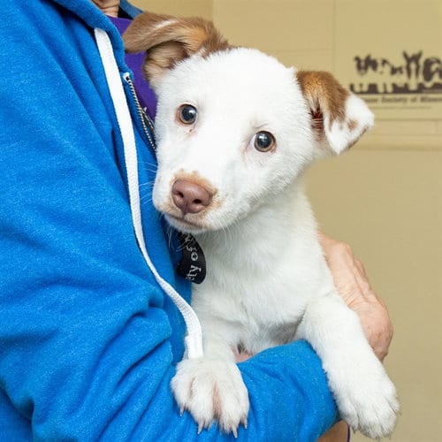 Photo of Lady, adoptable Australian Shepherd in St Louis, Missouri