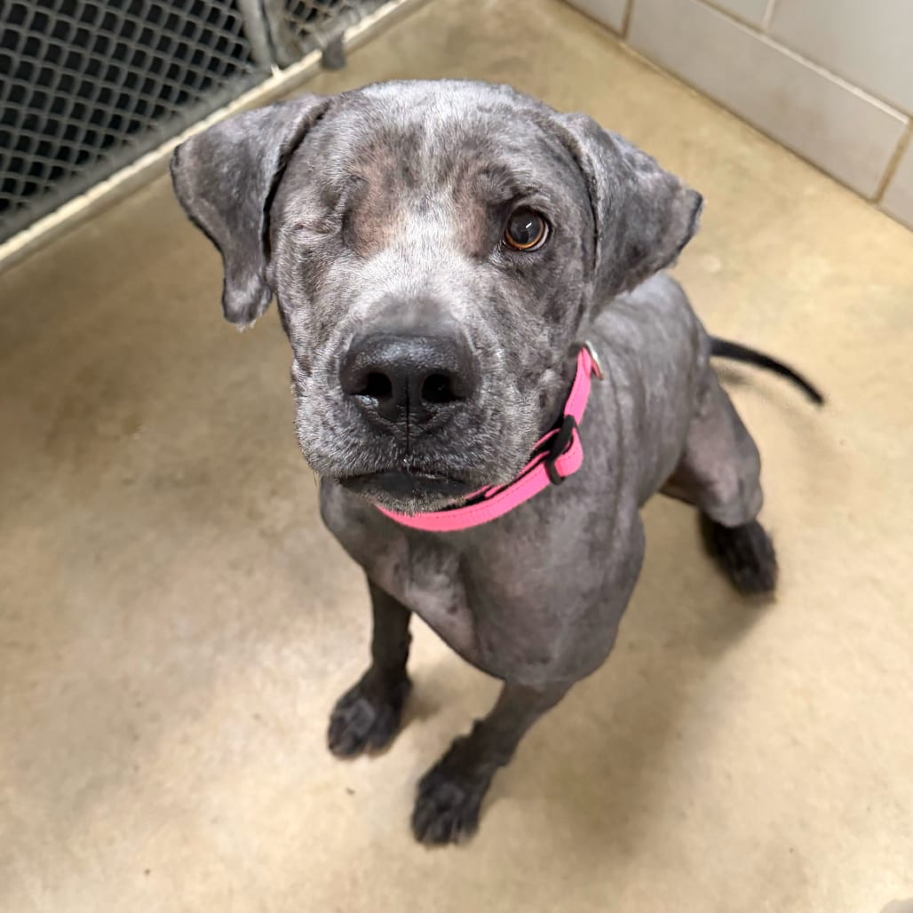 Photo of Valley, adoptable Mixed Breed (Medium) in Grand Rapids, Michigan