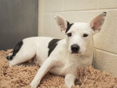 Photo of Rosie, adoptable American Pit Bull Terrier in Phoenix, Arizona