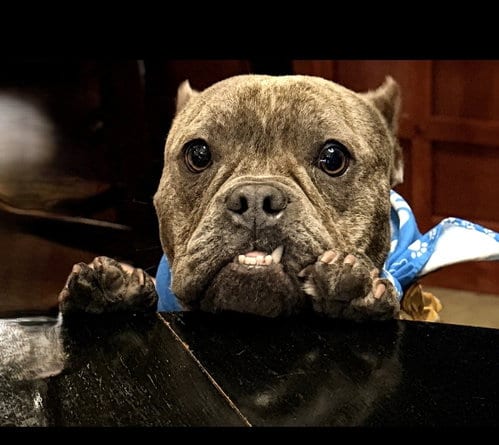 Photo of Crumpet, adoptable Bulldog in St. Louis Park, Minnesota