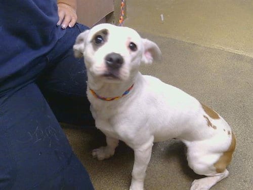 Photo of A928145, adoptable Chihuahua in Sacramento, California
