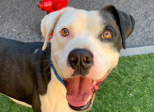 Photo of Patrick, adoptable Pit Bull Terrier in Moreno Valley, California
