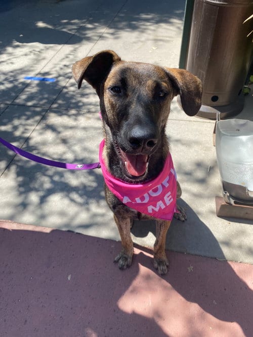 Photo of Macy, adoptable Dutch Shepherd in La Verne, California