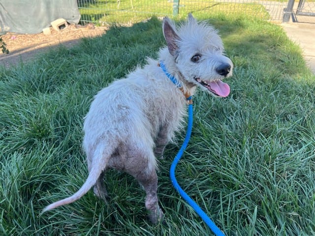 Photo of Westford, adoptable West Highland White Terrier in San José, California