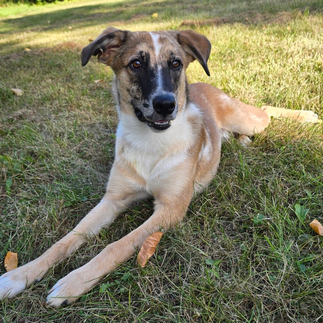Photo of Merlin D12006, adoptable Collie / Shepherd, Australian in Princeton area, Minnesota