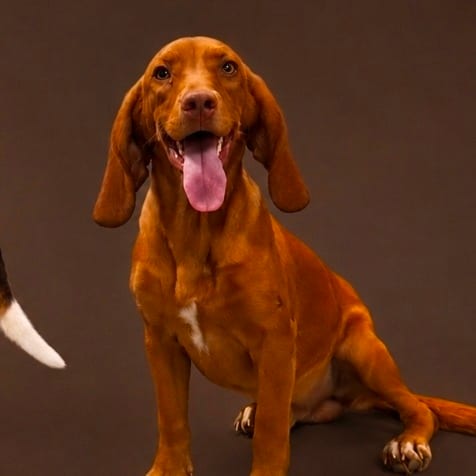 Photo of Levi, adoptable Beagle in Hinesville, Georgia