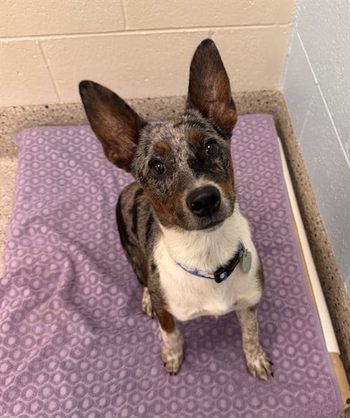 Photo of Tinkerbell, adoptable Australian Cattle Dog/Blue Heeler in Brighton, Colorado