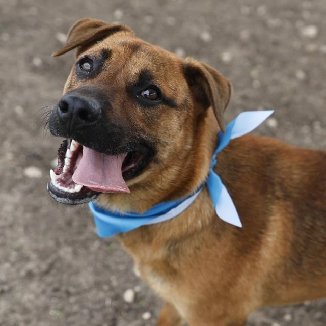 Photo of Bush, adoptable dog in San Antonio, Texas