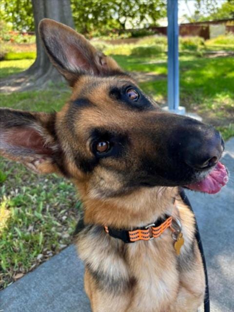 Photo of Samson, adoptable German Shepherd Dog in Woodland, California