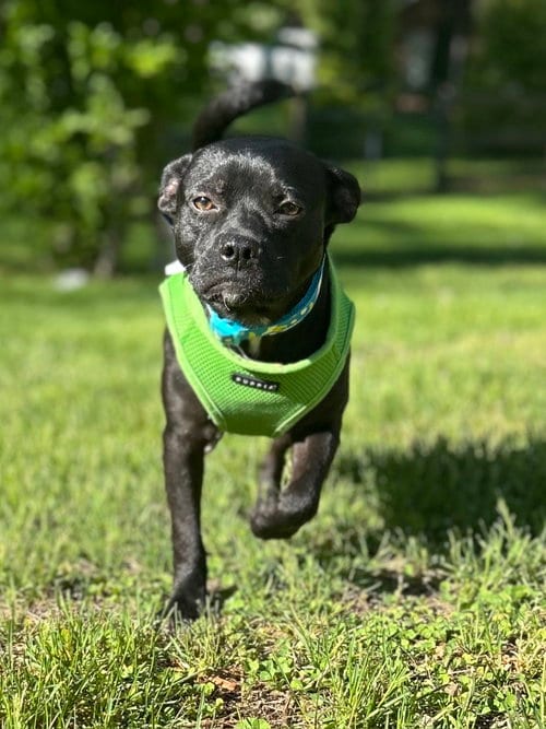 Photo of Nugget, adoptable Pug in Gibbstown, New Jersey