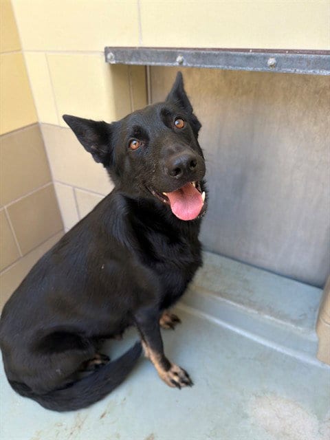 Photo of Winnie, adoptable German Shepherd Dog in Riverside, California