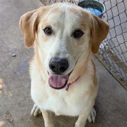 Photo of Caveat, adoptable Labrador Retriever Great Pyrenees in Stephenville, Texas