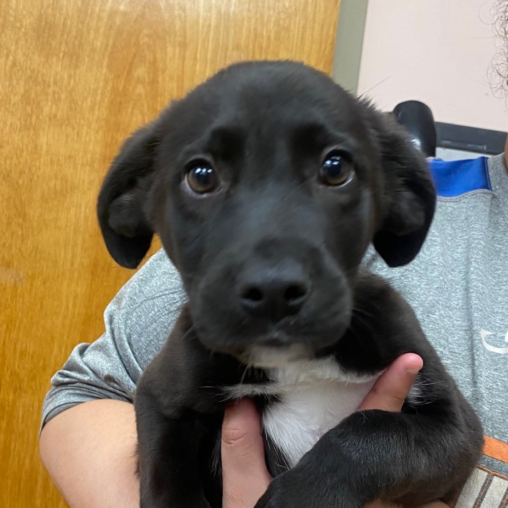 Photo of Oreo, adoptable Retriever, Black Labrador / Mixed Breed (Medium) in Columbus, Georgia