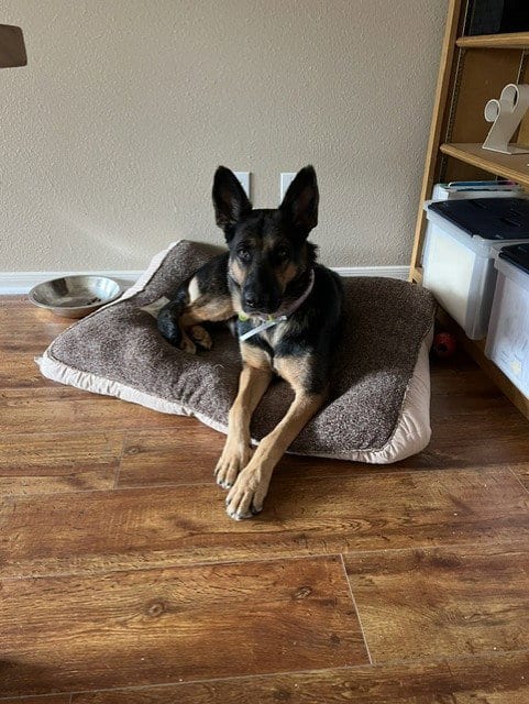 Photo of Molly, adoptable German Shepherd Dog in Houston, Texas