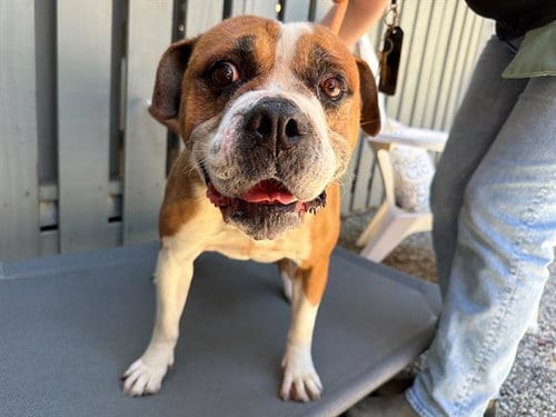 Photo of Panda, adoptable Bulldog in Santa Rosa, California