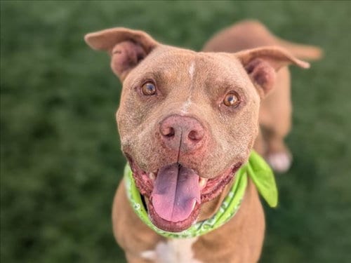 Photo of Gerald, adoptable Pit Bull Terrier in San Pedro, California