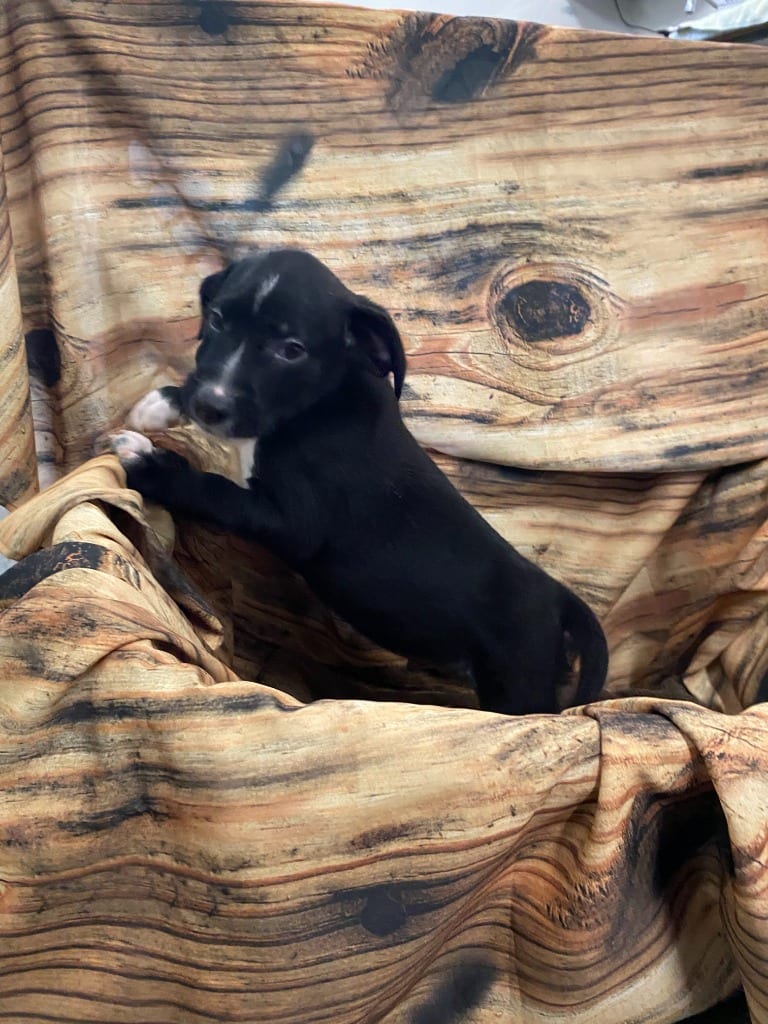 Photo of Loretta, adoptable Mixed Breed in Minot, North Dakota